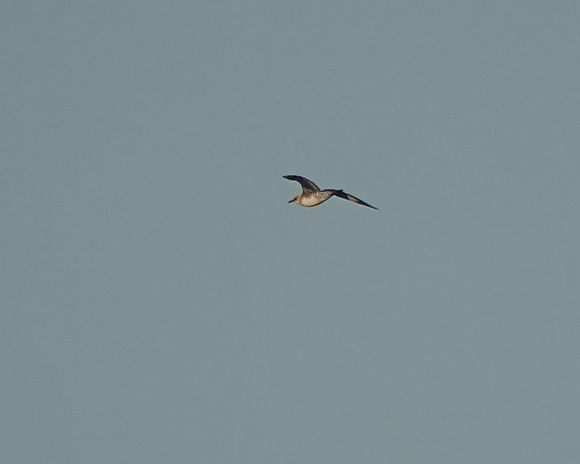 long-tailed skua
